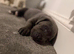 Cane Corso Puppies