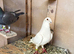 Selling 2 pigeons