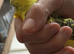 Baby budgies
