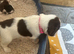 Lovely English Springer Spaniel pups