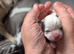 Cute pups for loving homes 500 very adorable