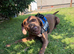 Beautiful chocolate Labrador looking for new forever home