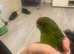 Hand tame Kakariki&rsquo;s