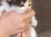 Adorable super fluffy calico kittens ready to be homed