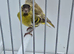 BEAUTIFUL PROVEN PAIR OF YELLOW PASTEL SISKIN