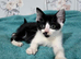 3 female kittens