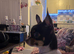 Tiny Chihuahua