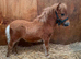Registered Minature sheltland colt foals.