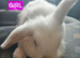 2 baby rabbits one English spot and one mini lop