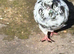 Pigeon for sale