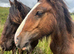 2 Year Old Friesian X Cob X ID Colts
