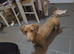 Minature dachound