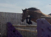Lovely Stocky and sporty 3yr filly