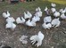 PURE WHITE GARDEN FANTAILS PIGEONS DOVES