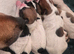 Jack pack puppies