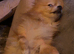 1boy poms