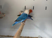 Stunning Various Baby Lovebirds