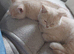 4 Months Young Adorable Scottish Fold Kittens