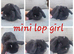 Mini lop babies available for reserve