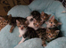 Six beautiful Tabby kitten for sale