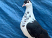 afghan pigeons