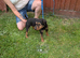 Lakeland dog