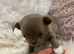 KENNEL CLUB REGISTERED TINY, EXCEPTIONAL & VERY RARE CHIHUAHUA PUPPIES