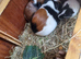 Baby guinea pigs