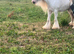 5 year old mare