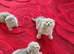 British and Scottish Fold kittens