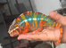 2 chameleons