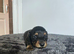 Black&Tan mini longhair dachshund pups