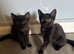 2 beautiful 10 week old kittens looking for their forever homes