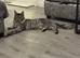 Tica registered Mainecoon kittens