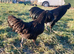 Ayam Cemani &ndash; Chicks & Hatching Eggs