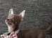 Rare female chihuahuas