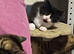 5 beautiful 12 week old kittens