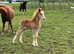 Registered Welsh section A filly- AVAILABLE AT WEANING
