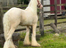 Cremello colt to make 14.2/14.3