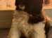 AKITA PUPS FROM KC REG REG PARENTS.