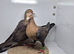 GIMPLE RARE COLOUR RACING PIGEONS