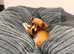 Teacup size Jack Russell Puppy