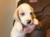 6 beagle pups for sale