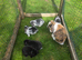 Mini lops