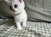 Silver Shaded British Shorthair boys