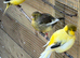 3 beautiful Canary