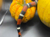 AMAZING PROVEN ADULT MALE TRI COLOUR HOGNOSE SNAKE