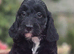 Beautiful F1 Cockapoo Puppies Ready to View Licenced Domestic Breeder