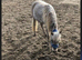 Beautiful American minstrel x Falabella and filly foal at foot