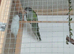 Sierra Parrot and Parrotlet Pair With Cage